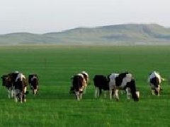 海南政府科研企業(yè)聯(lián)手，產(chǎn)業(yè)規(guī)劃目標2035年產(chǎn)果量26億個