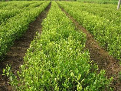 淮南市著力推進(jìn)農(nóng)業(yè)產(chǎn)業(yè)優(yōu)化升級