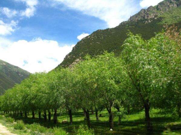 《西藏自治區(qū)林業(yè)產(chǎn)業(yè)發(fā)展規(guī)劃（2018—2025年）》出臺(tái)