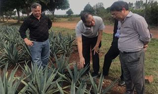 “中國劍麻之鄉(xiāng)”湛江農(nóng)墾，積極創(chuàng)建國家現(xiàn)代農(nóng)業(yè)產(chǎn)業(yè)園