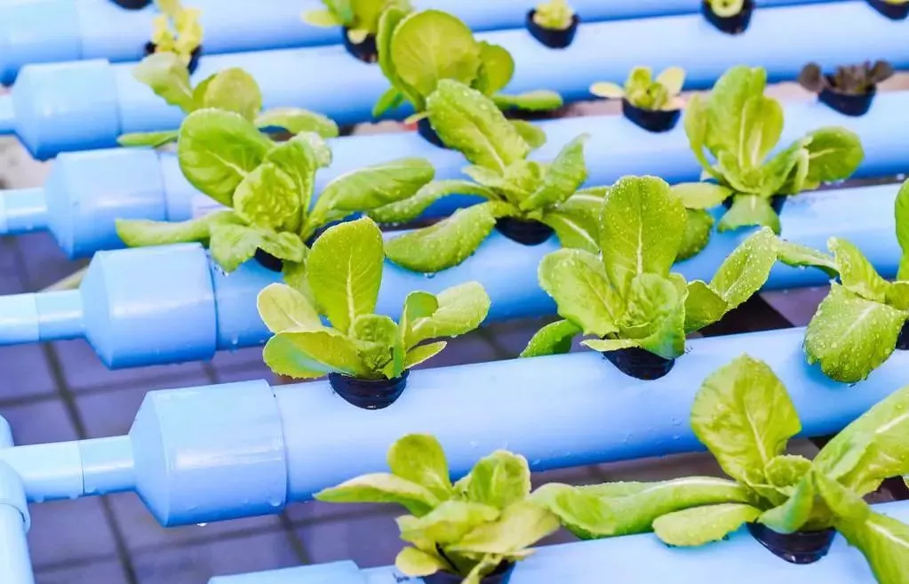 國家要重點(diǎn)建設(shè)1000個鄉(xiāng)村振興示范村鎮(zhèn)