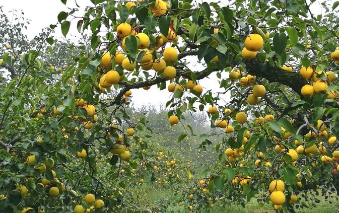 六、中國特色農(nóng)產(chǎn)品優(yōu)勢區(qū)創(chuàng)建