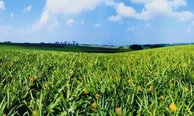 21個(gè)中央一號(hào)文件，一部中國農(nóng)業(yè)現(xiàn)代史