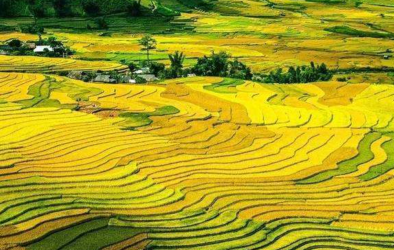 深入實施鄉(xiāng)村振興戰(zhàn)略 書寫好中華民族偉大復興的“三農(nóng)”新篇章