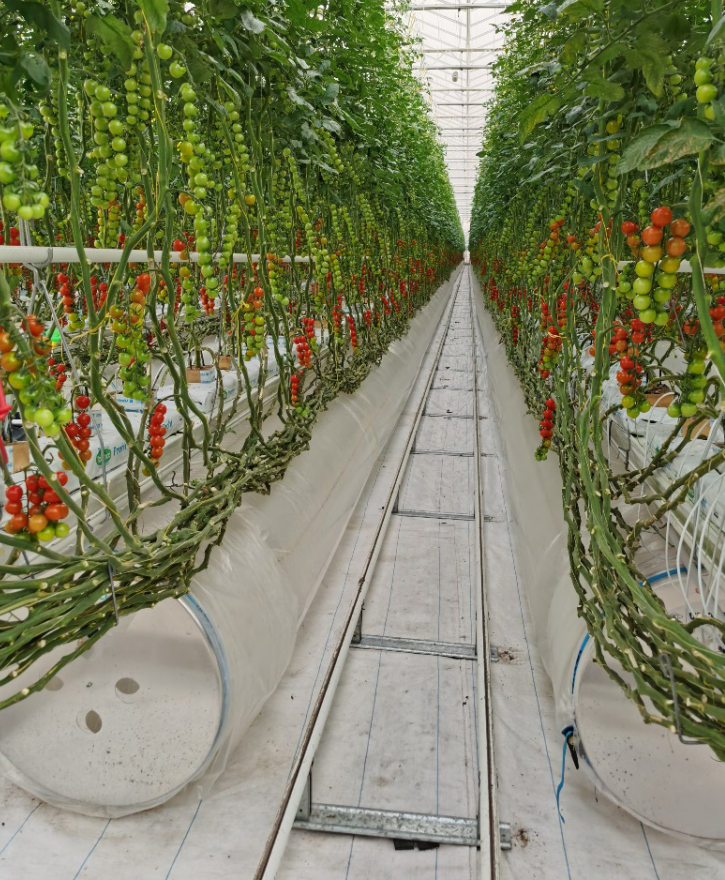 依托非耕地高效設(shè)施農(nóng)業(yè)，民樂(lè)縣著力打造特色戈壁農(nóng)業(yè)國(guó)家現(xiàn)代農(nóng)業(yè)產(chǎn)業(yè)園