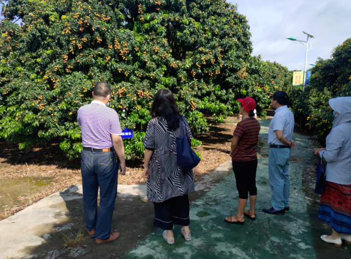 龔州大地，龍眼飄香-平南現(xiàn)代農(nóng)業(yè)正釋放科技創(chuàng)新活力