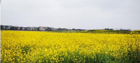 壯大特色優(yōu)勢產(chǎn)業(yè)，栗江鎮(zhèn)創(chuàng)建國家農(nóng)業(yè)產(chǎn)業(yè)強鎮(zhèn)可期