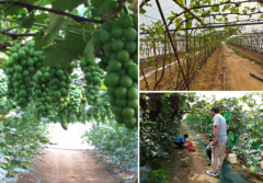 中國“水果之鄉(xiāng)、海蜇之鄉(xiāng)”蓋州市積極爭創(chuàng)國家現(xiàn)代農(nóng)業(yè)產(chǎn)業(yè)園