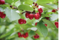 遼寧省大連瓦房店市全力推進國家現(xiàn)代農(nóng)業(yè)產(chǎn)業(yè)園建設(shè)