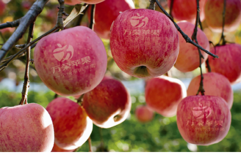 依托蘋果和香菇兩大特色優(yōu)勢產(chǎn)業(yè)，萬榮縣積極申創(chuàng)國家農(nóng)業(yè)現(xiàn)代化示范區(qū)