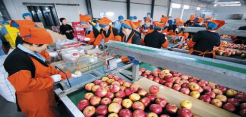 依托蘋果和香菇兩大特色優(yōu)勢產(chǎn)業(yè)，萬榮縣積極申創(chuàng)國家農(nóng)業(yè)現(xiàn)代化示范區(qū)