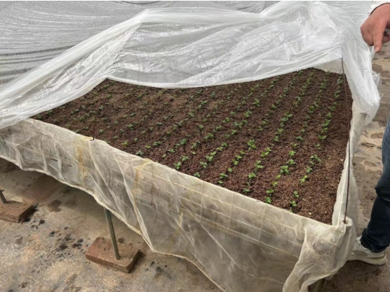 加強農業(yè)產業(yè)布局規(guī)劃，民樂縣向農業(yè)強縣進發(fā)