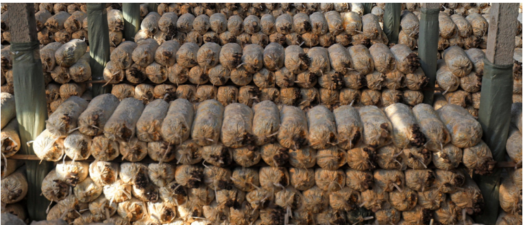 加強農業(yè)產業(yè)布局規(guī)劃，民樂縣向農業(yè)強縣進發(fā)