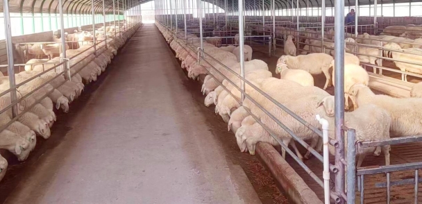 我院助力山西省曲沃縣創(chuàng)建國(guó)家現(xiàn)代農(nóng)業(yè)產(chǎn)業(yè)園