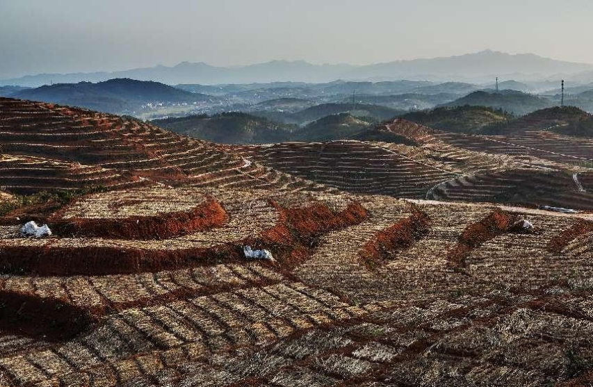 中國高新院課題組赴“中國玉竹之鄉(xiāng)” 深度探索邵東國家現(xiàn)代農(nóng)業(yè)產(chǎn)業(yè)園建設路徑
